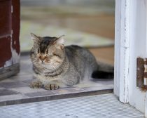 夏への扉場面写真15