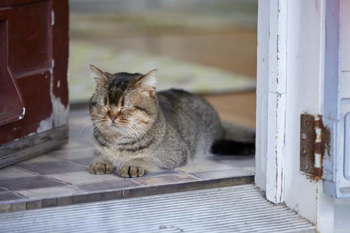 夏への扉場面写真15