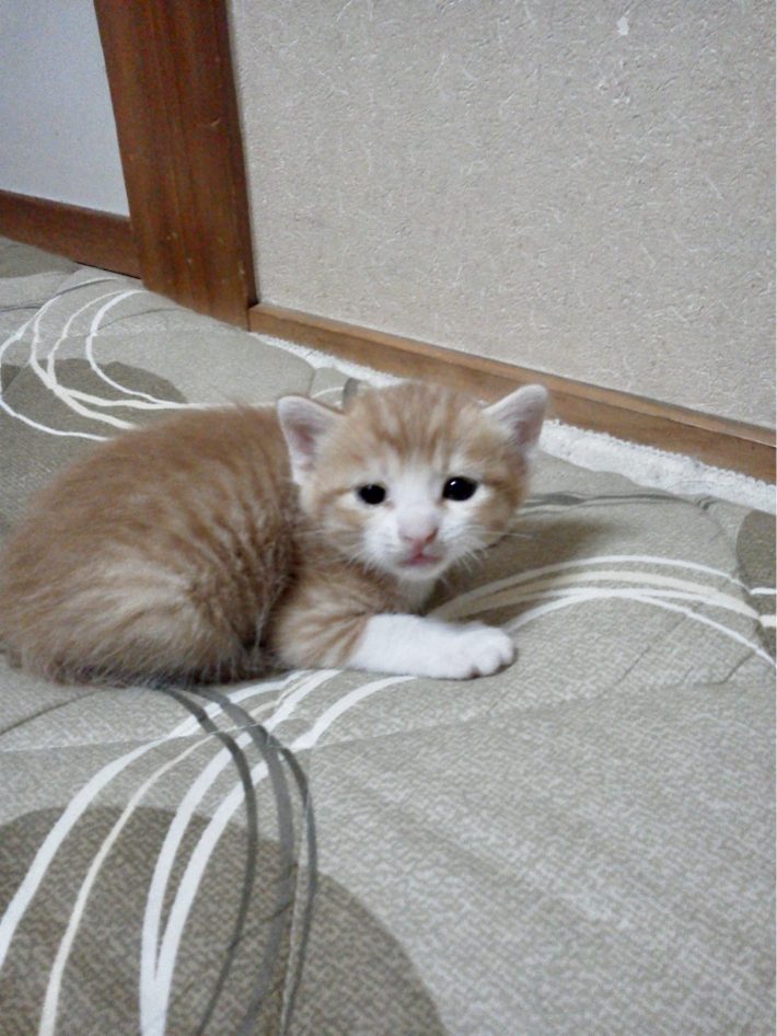子猫時代のきなこさん