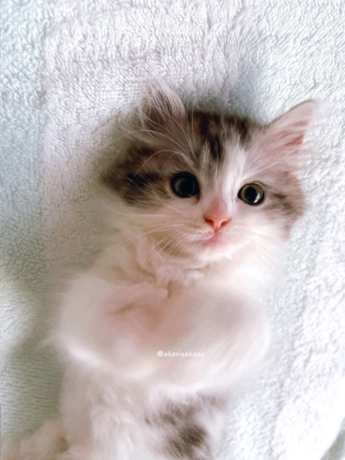 フェリシモ猫部