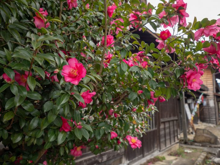 軒先の赤い花　ツバキ