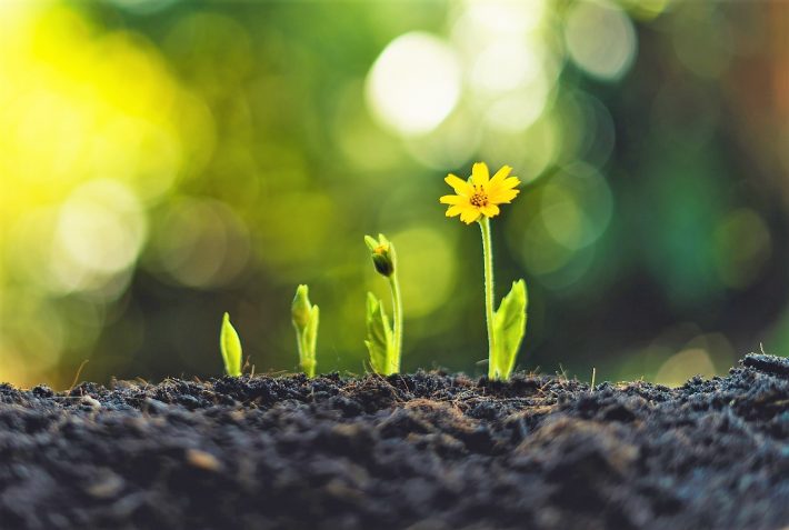 花　植物　自然　成長　癒やし
