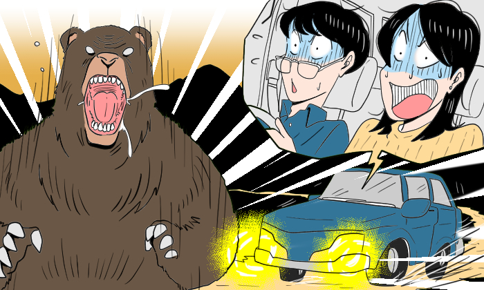 ドライブ中、熊に遭遇