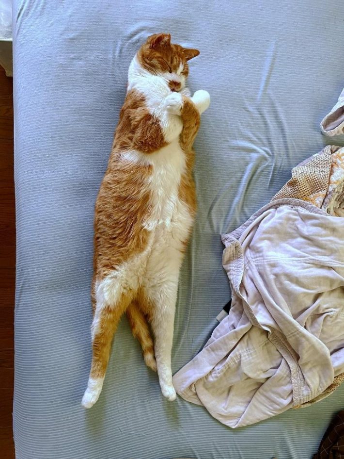 マナくんは、過去にも気品あふれる「ファラオ寝」を披露していました