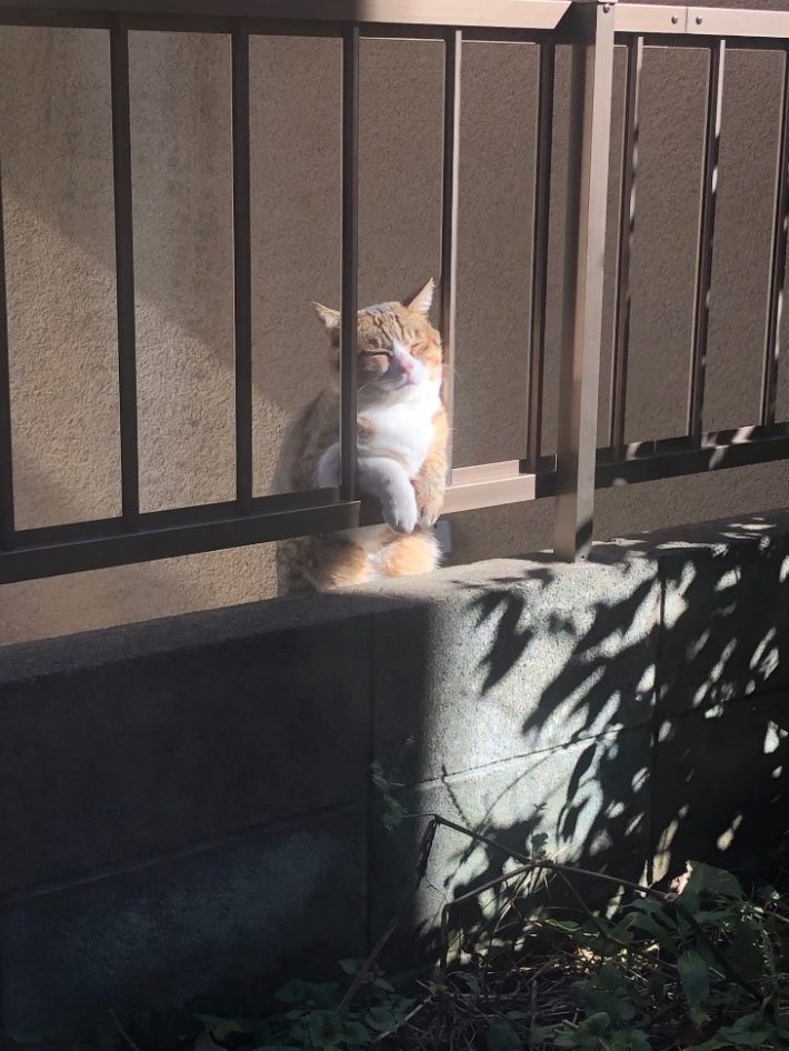 コンドリア水戸さんイチオシの、ボスくんの写真