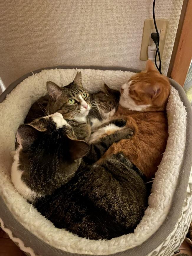 厳しい外の世界も知っている4匹の猫たち