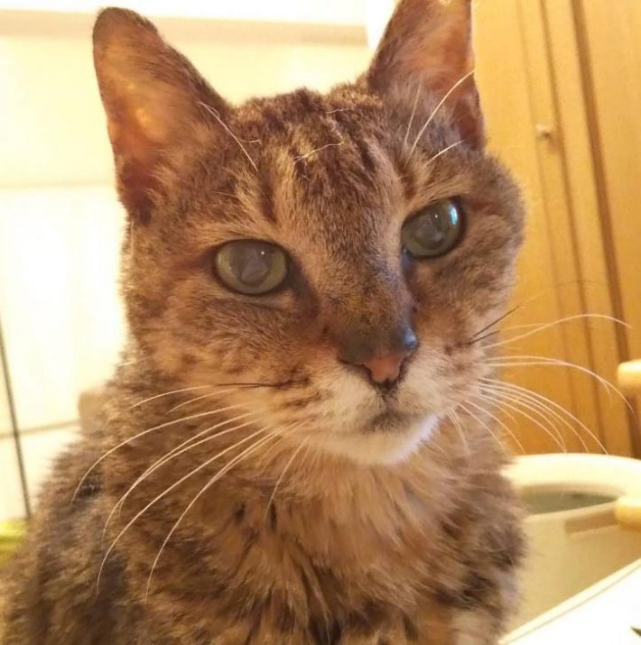 おうちで息を引き取ることができた、がっちゃん