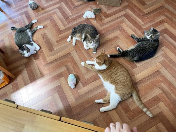 左から、ことくん、ボスくん、右：なだちゃん。手前がマナくん