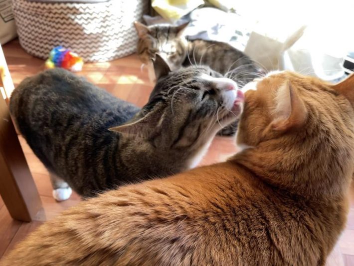 なだちゃんに毛繕いしてもらっているマナくん