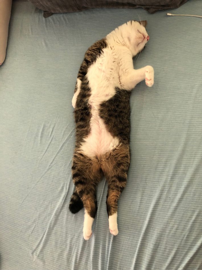 「なんでやねん」ポーズで寝ている…