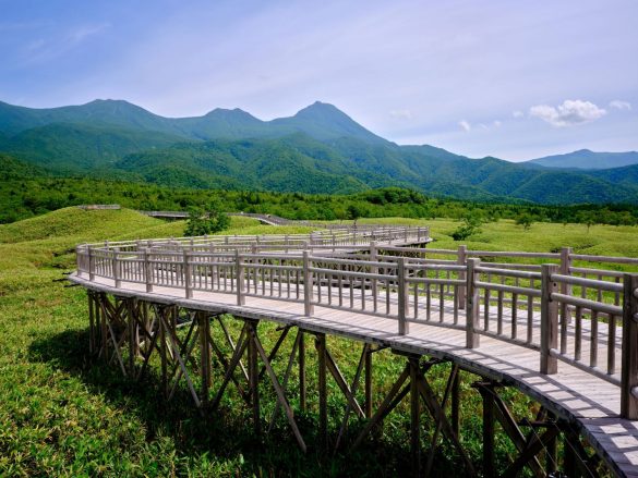 知床五湖の高架木道。この周辺にもヒグマがよく出没する