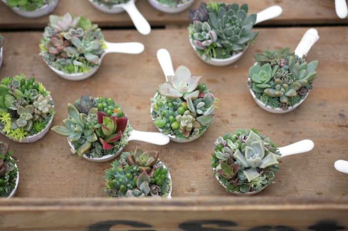 多肉植物　ガーデニング