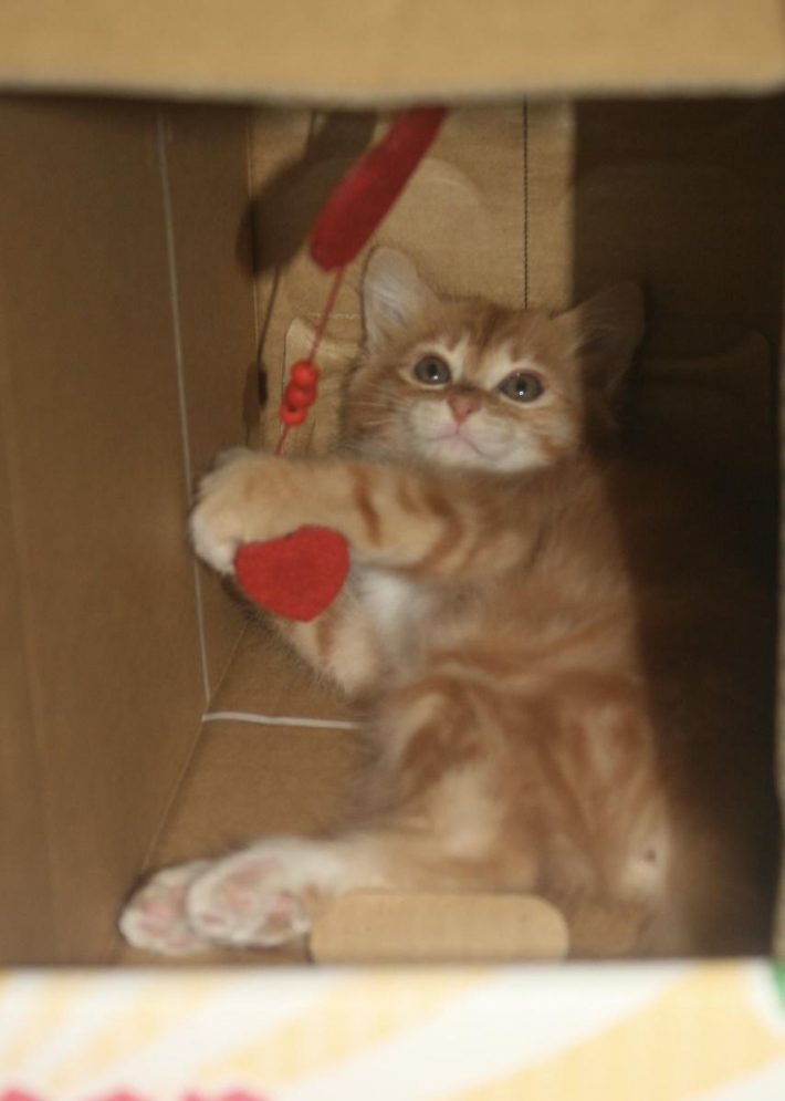 子猫時代のピョンタくん