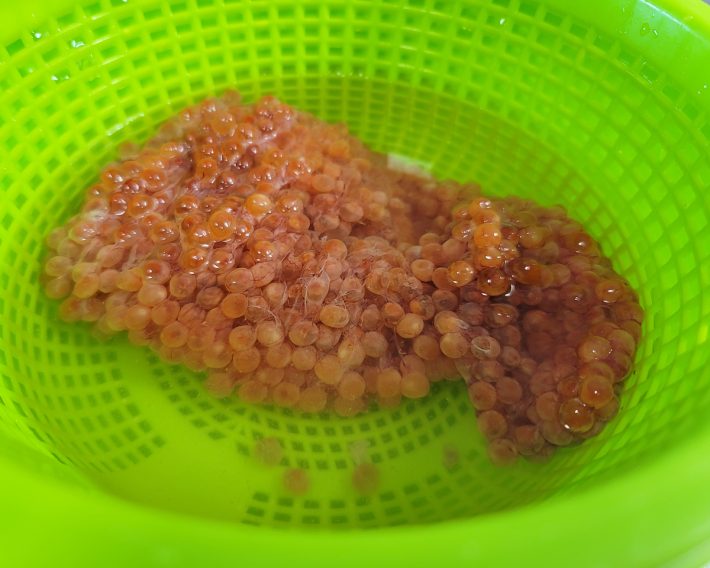 購入した筋子を水で洗うと、膜が白くなるがまったく問題なし