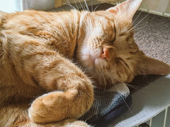 リアンちゃんは大切な娘のような存在に