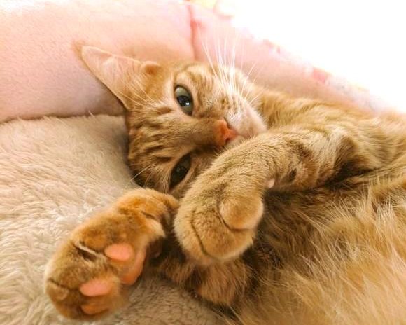 オグミさん宅のリアンちゃん