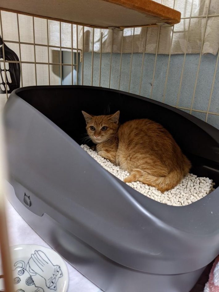 保護した日はトイレに立てこもり！