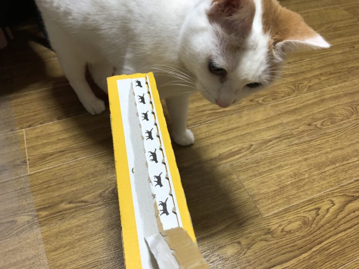 興味津々の小雪ちゃん