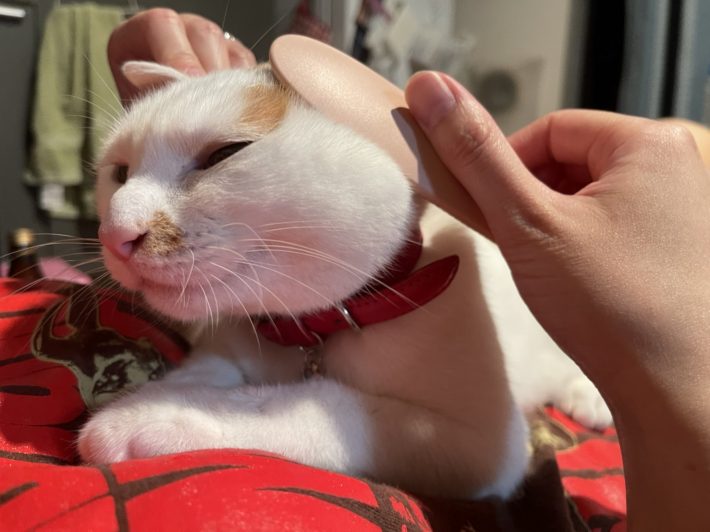 猫じゃすりでうっとりし始めました