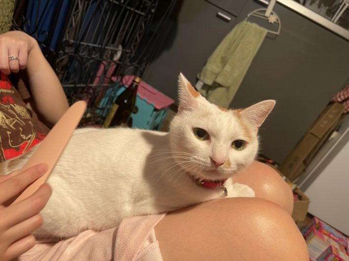 膝の上でリラックスモードに