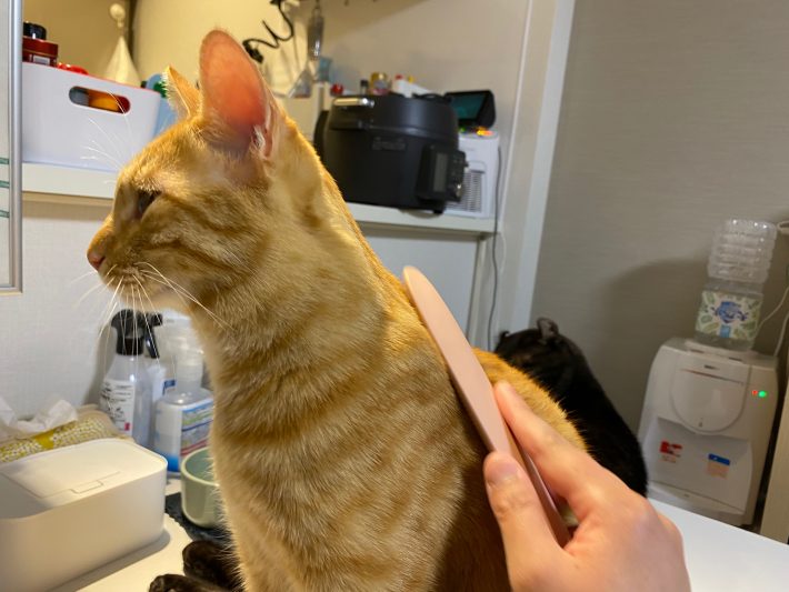 体はなでさせてくれました