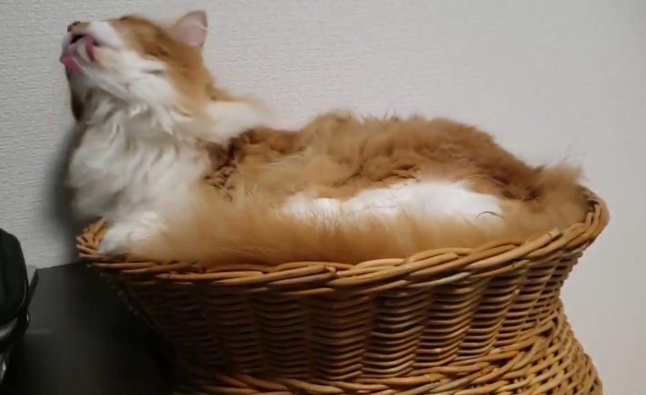 毛づくろい中のうにくん……。※飼い主さん（@saku_no_ouchi）のTwitterより