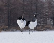 釧路（釧路湿原とタンチョウヅル）