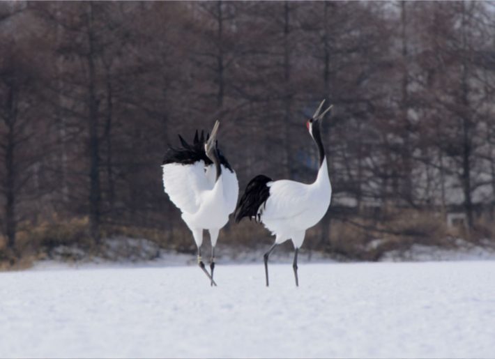 釧路（釧路湿原とタンチョウヅル）
