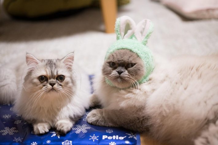 左からぽんみちゃん、ゆめちゃん