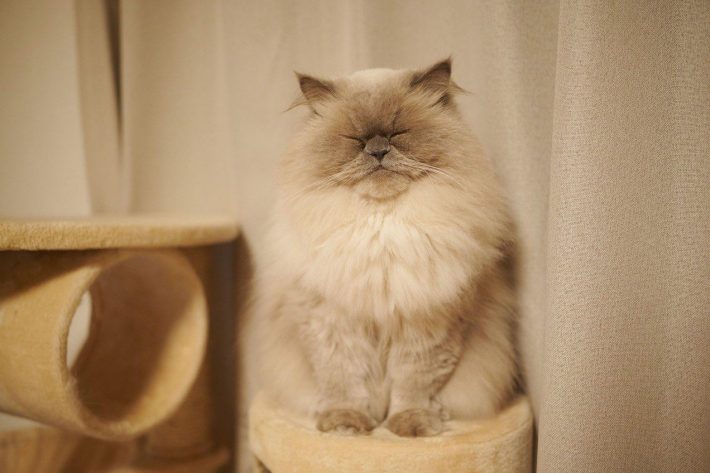 顔をうずめたくなるほど、もふもふな冬のゆめちゃん