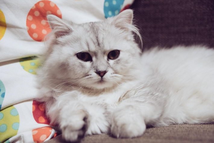 イケニャンだった、ぎんじくん