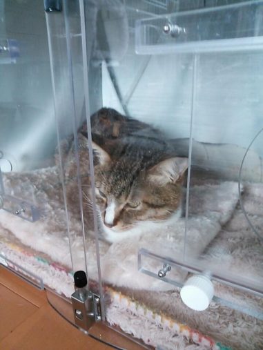 酸素室もレンタル