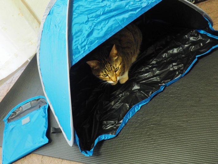 ニャンコもお気に入りのご様子。