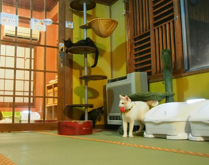 猫が日本を救う