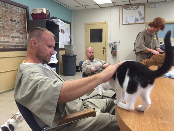 猫が日本を救う