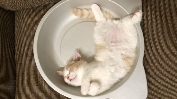 これぞ激キュン！