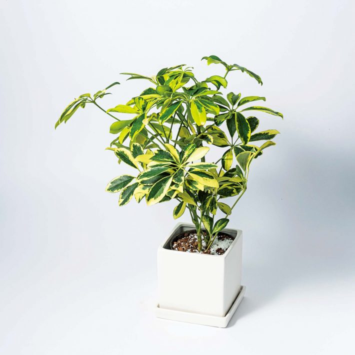 3000円以下で買ってよかったモノ