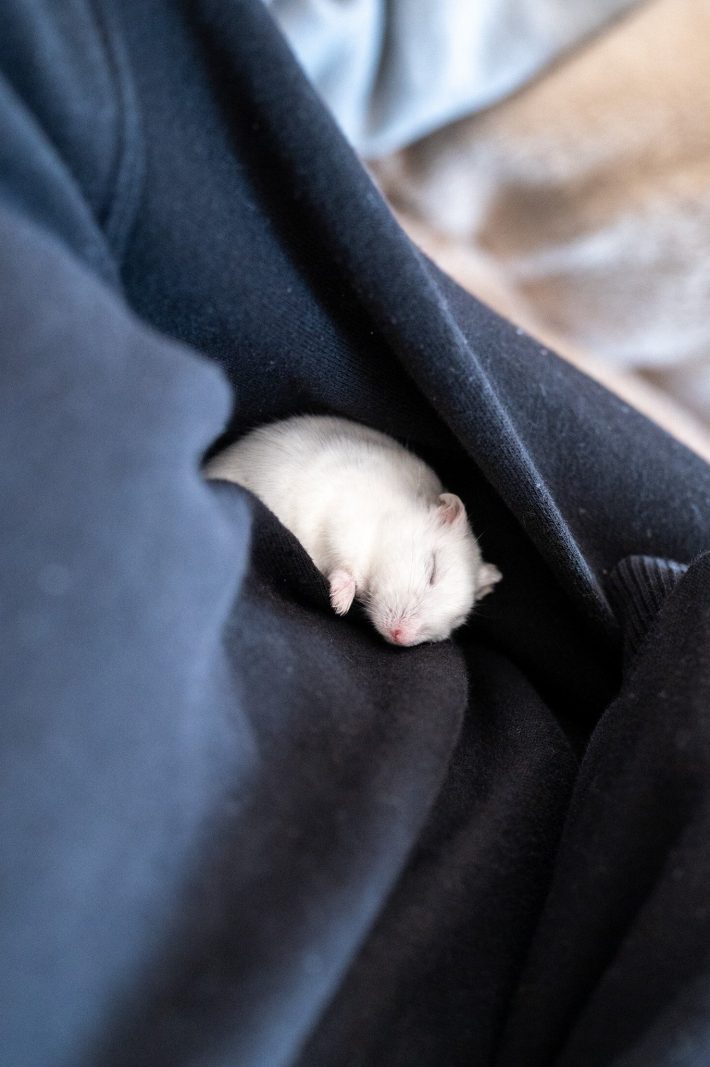 ねるましろくん