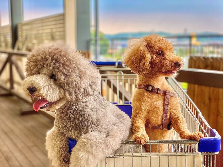 れあるくん、レノンくん2