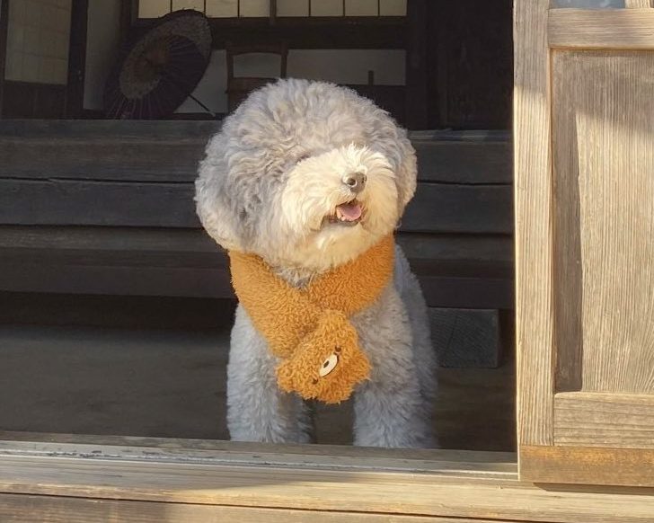 ぬいぐるみ!?まん丸なトイプードルくん、子犬時代の写真にビックリ