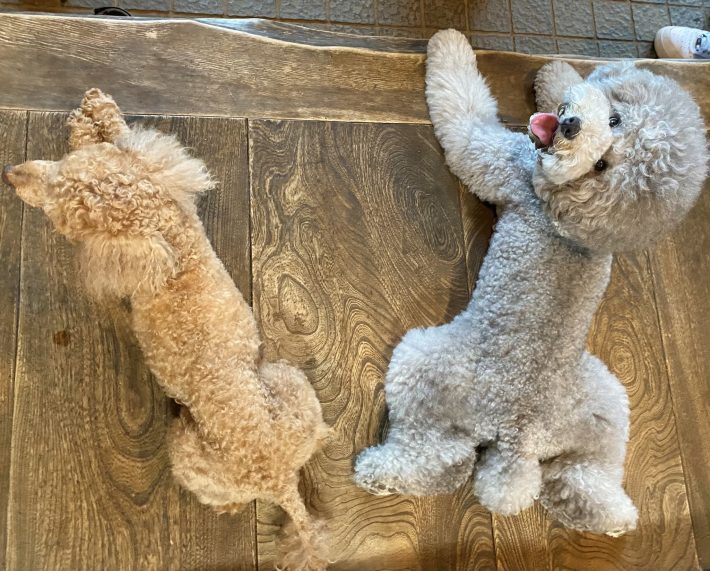 れあるくん、レノンくん