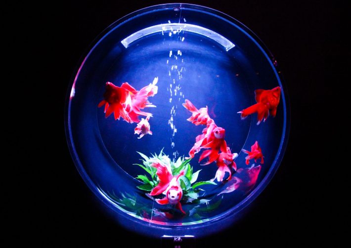 金魚鉢
