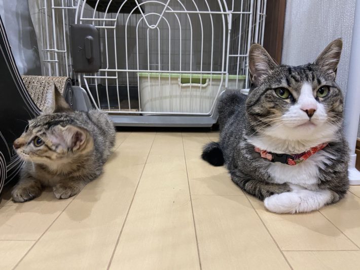 左からネココ、ヤンゴトナキ