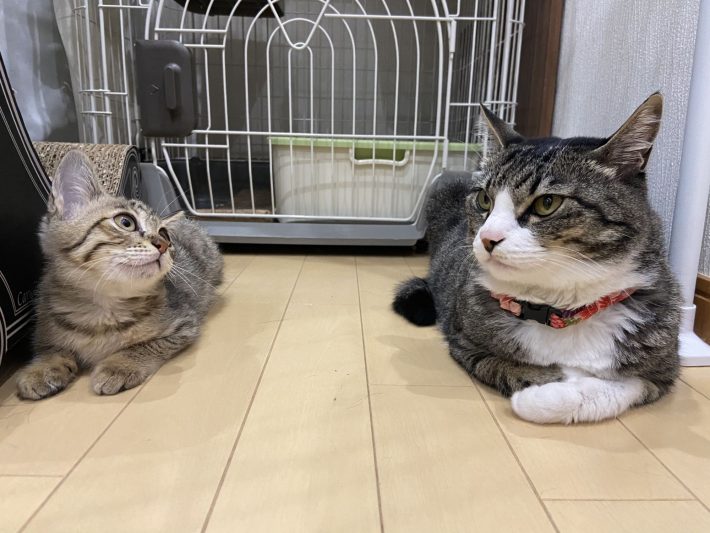 左から、ネココ、ヤンゴトナキ