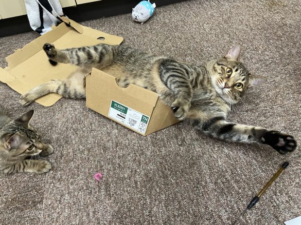 左から、ネココ、ネチコ