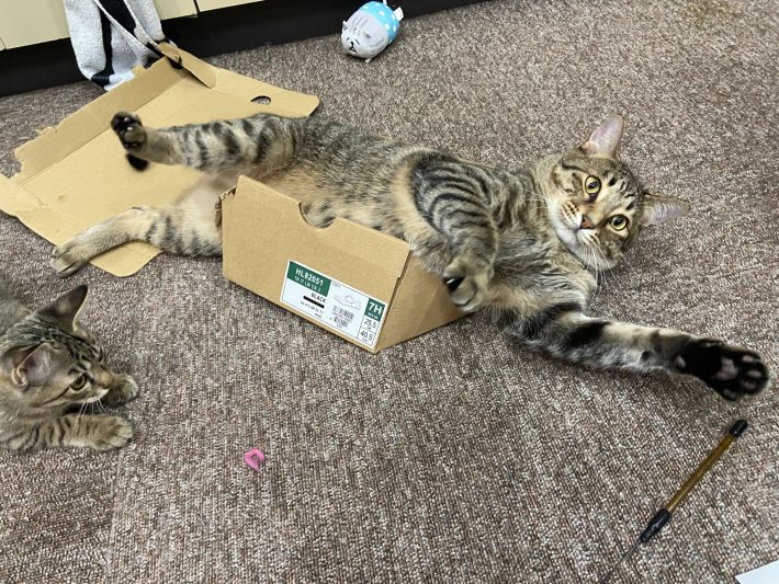 左から、ネココ、ネチコ