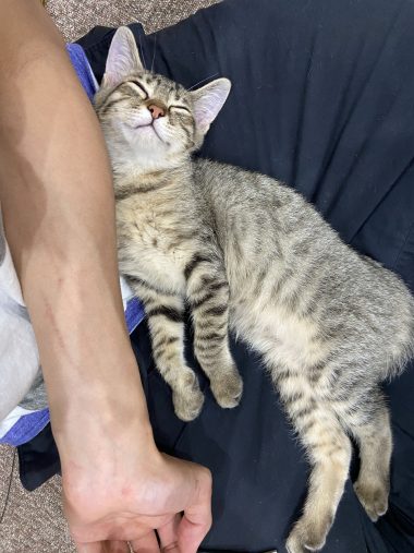 もちぎさんの“名誉の負傷”