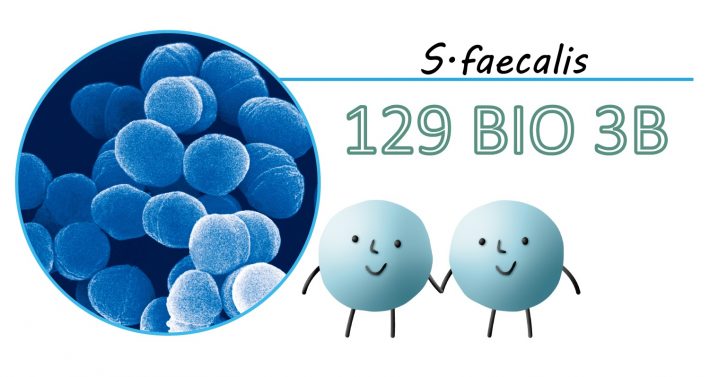 フェーカリス菌（乳酸菌）