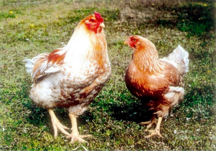 地鶏の生産量日本一として広く愛されている「阿波尾鶏（あわおどり）」