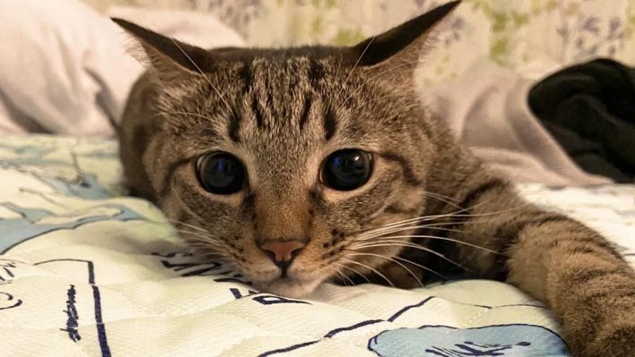 陽気な癒し猫しじみちゃん